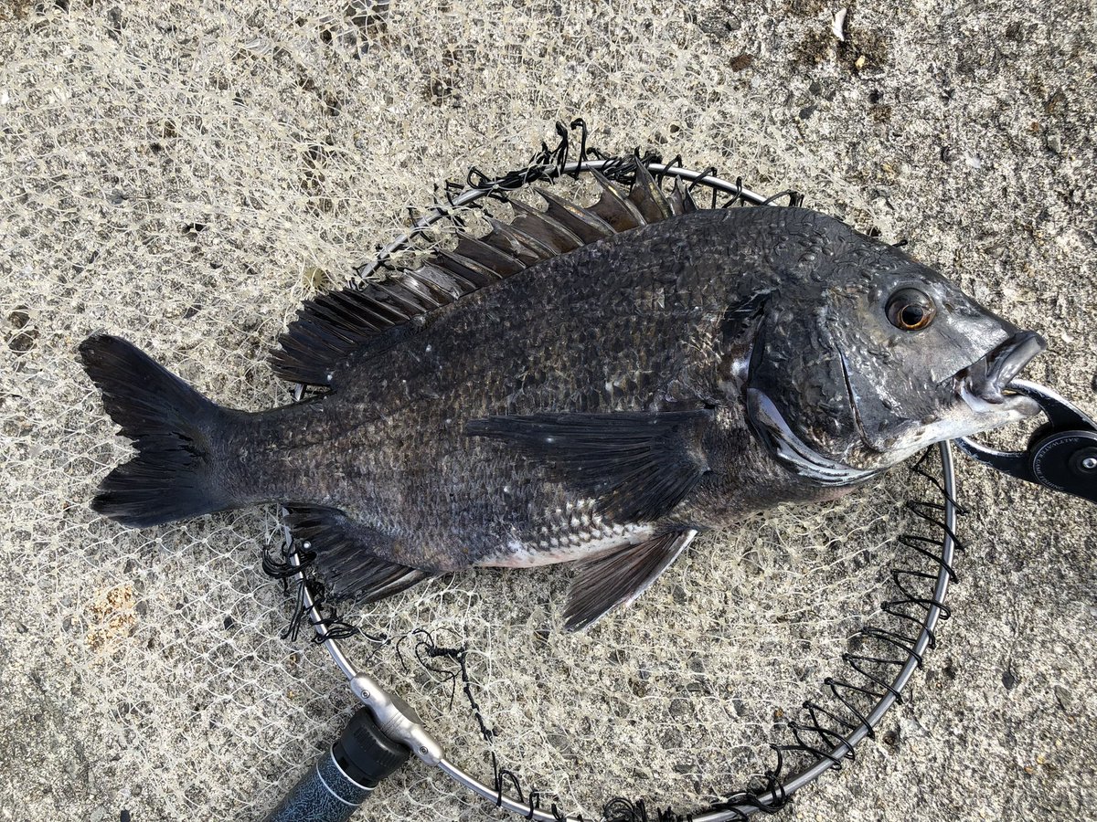 kafutahi1's tweet photo. ゲッソリケツアカ、お疲れ魚😌 https://t.co/fPJCpcOQV6