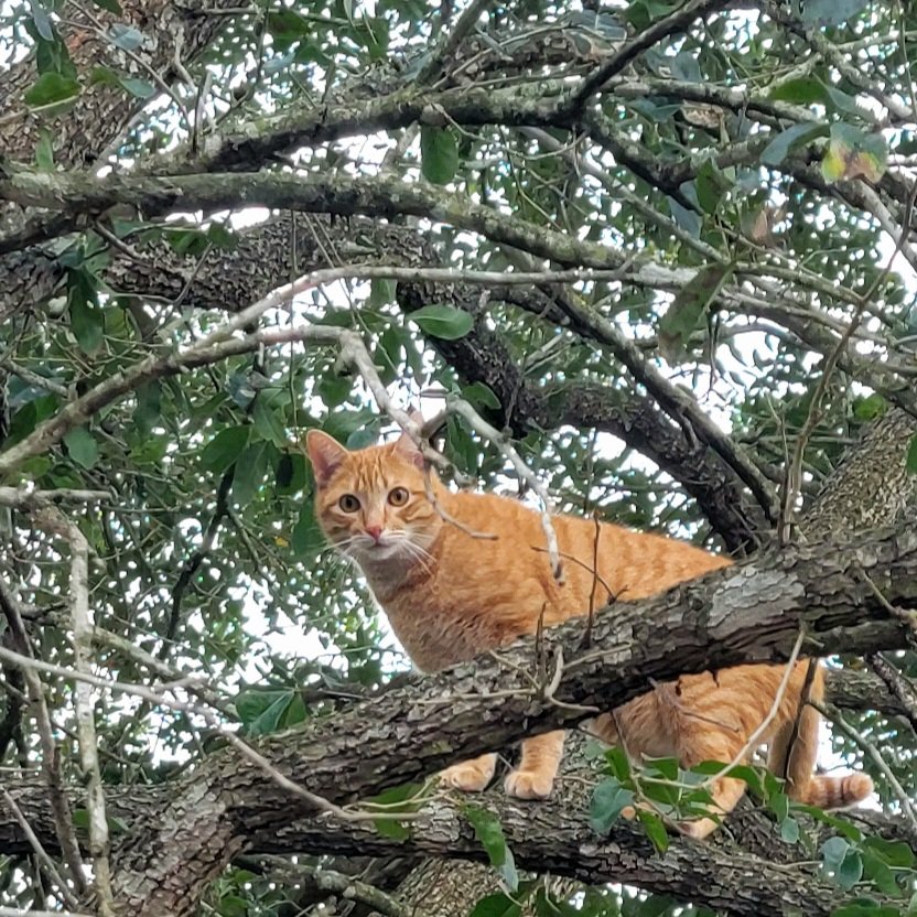 RatherEarnest's tweet photo. Woodroe in a tree. He's not stuck, he just likes hanging out there. After last week's ice, that branch is no longer there. #CatsOfTwitter #icepocalypse https://t.co/6hkNw2sJiT