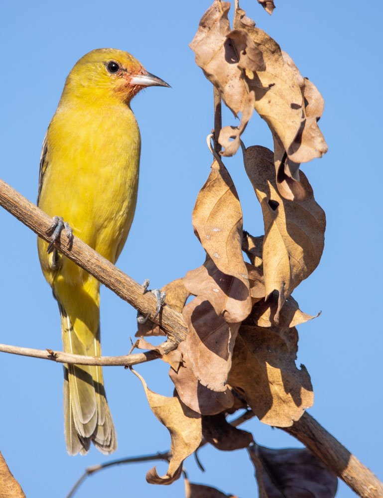 arnulfolz's tweet photo. Más pequeño que Baltimore Oriole, con pico más corto y ligeramente curvado. Los machos adultos son saturados de castaño marrón con la cabeza negra. Las hembras son opacas de color verde amarillo con barras blancas en las alas.

im: @arnulfolzam

Calandria Castaña
Icterus spurius https://t.co/My1QRdQRJm