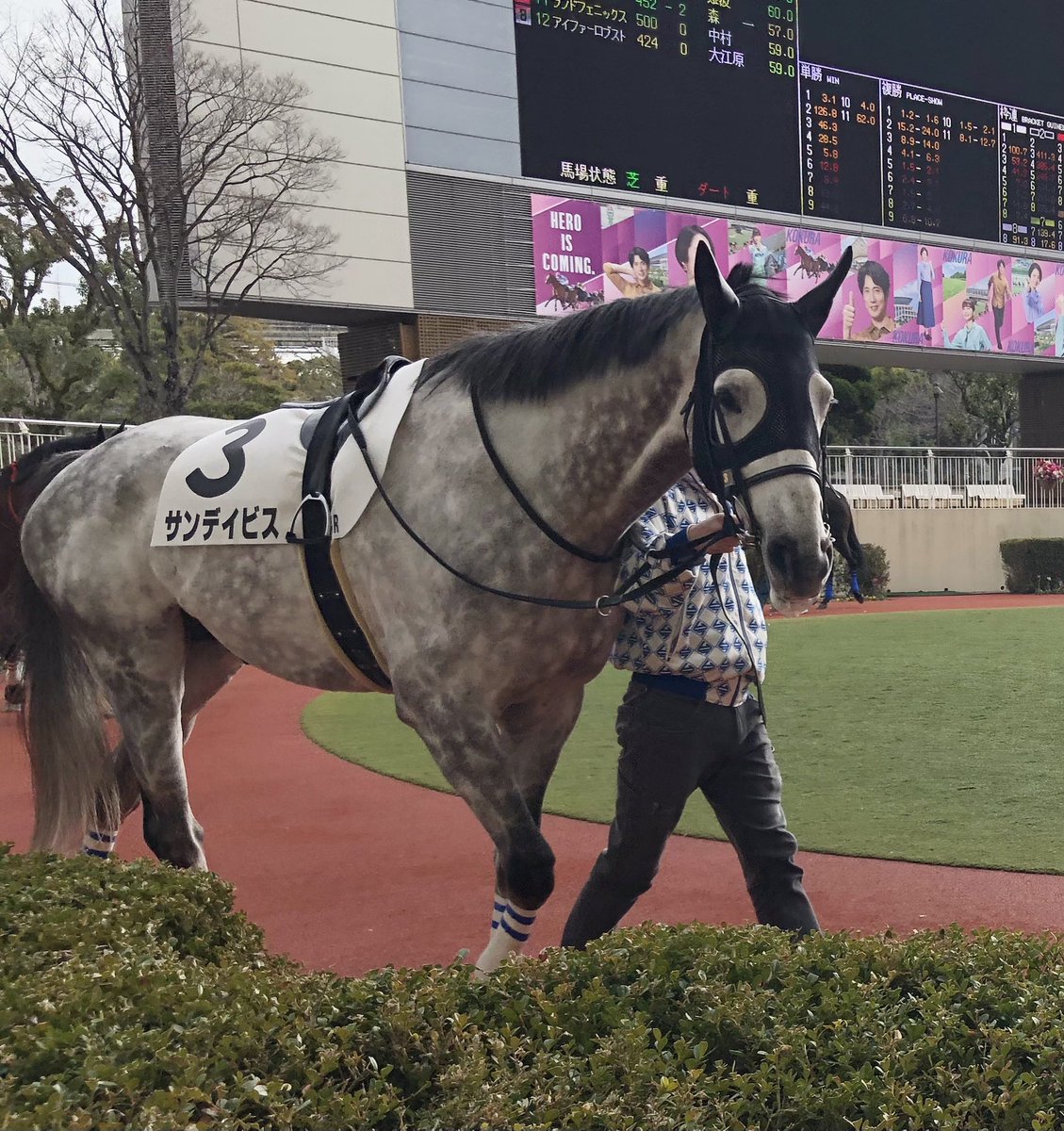 今年の中央初勝利はサンデイビス🐴 