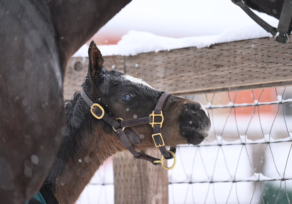 お、ガロシェかぁ〜!
キストゥヘヴンの孫!