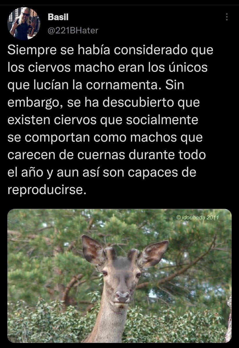 SolAnarquista's tweet photo. Ciertamente a algunos biólogos les regalan el título:

Un ciervo macho sin cuernos durante todo el año no se comporta como macho, lo es. Y se puede aparear porque los cuernos no son su aparato reproductor, sino porque es un ciervo macho fértil. https://t.co/RnPOiJcBRe