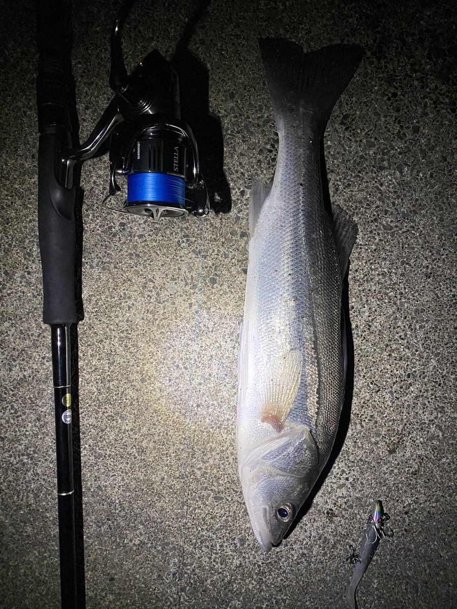 seabass_hirame's tweet photo. ヒラメ1匹 シーバス7匹
#サルベージソリッド60
#ストライクヘッドにアルカリシャッド
#22ステラ3000MHG
#22STELLA3000MHG
#ヤマガブランクス
#YAMAGABlanks
#EarlyPlus96m https://t.co/PmkdtwXCj7