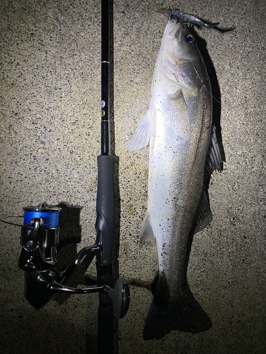 seabass_hirame's tweet photo. ヒラメ1匹 シーバス7匹
#サルベージソリッド60
#ストライクヘッドにアルカリシャッド
#22ステラ3000MHG
#22STELLA3000MHG
#ヤマガブランクス
#YAMAGABlanks
#EarlyPlus96m https://t.co/PmkdtwXCj7