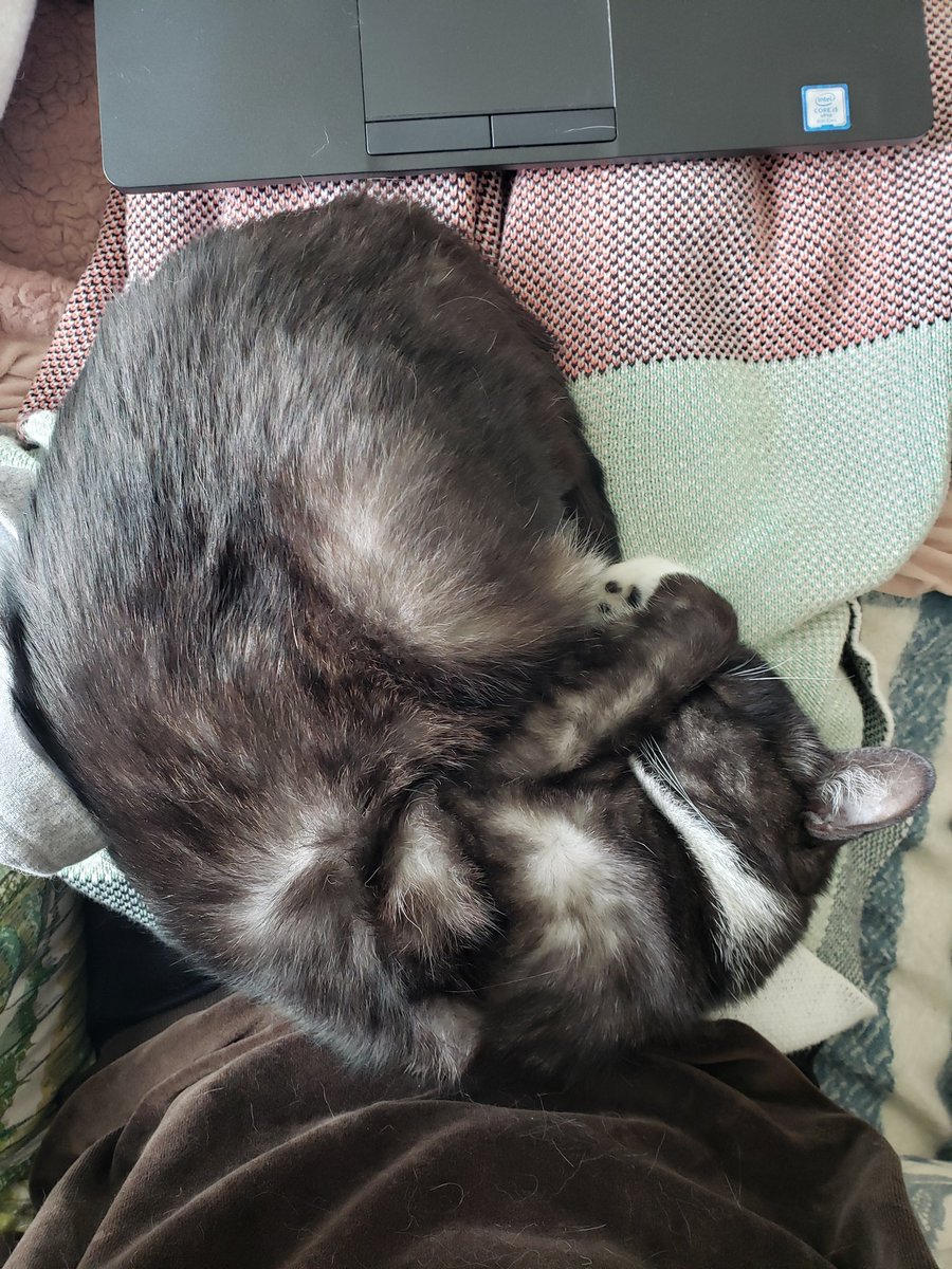 Vicki Shu tweet media