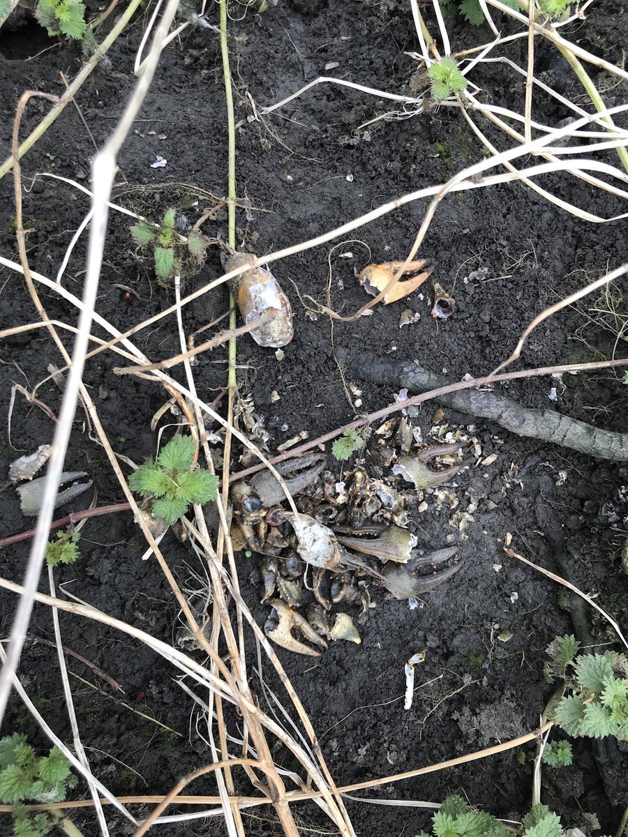 russell miller tweet media