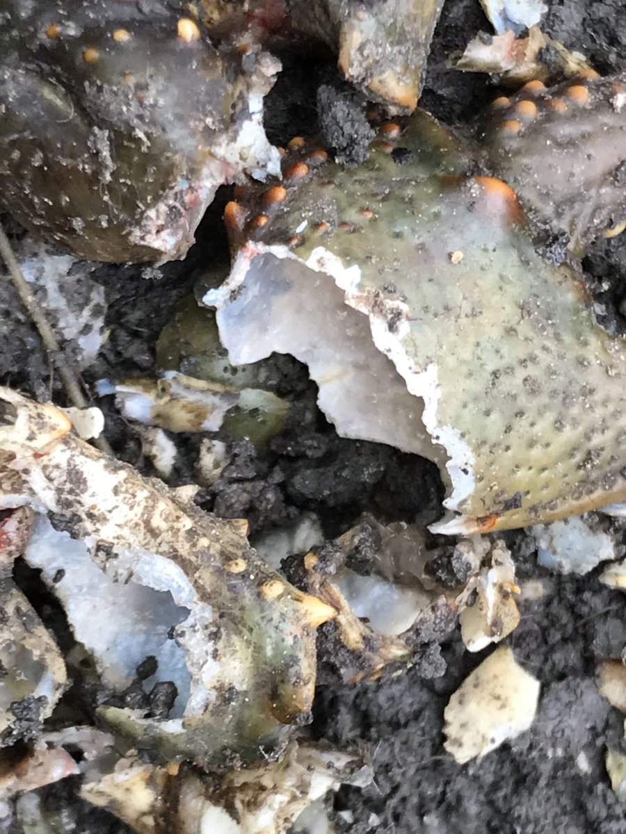 russell miller tweet media