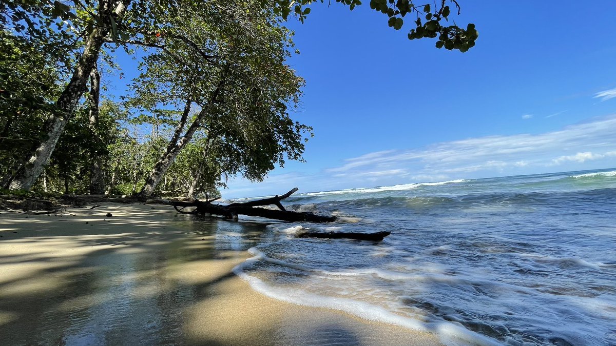 costa_rides's tweet photo. The south caribbean is waiting for you! ☀️🌴🌴 Punta Uva, Limón📍 #Caribbean #Caribe #puravida #CostaRica #thekingvulture https://t.co/AfWU1J9Ema