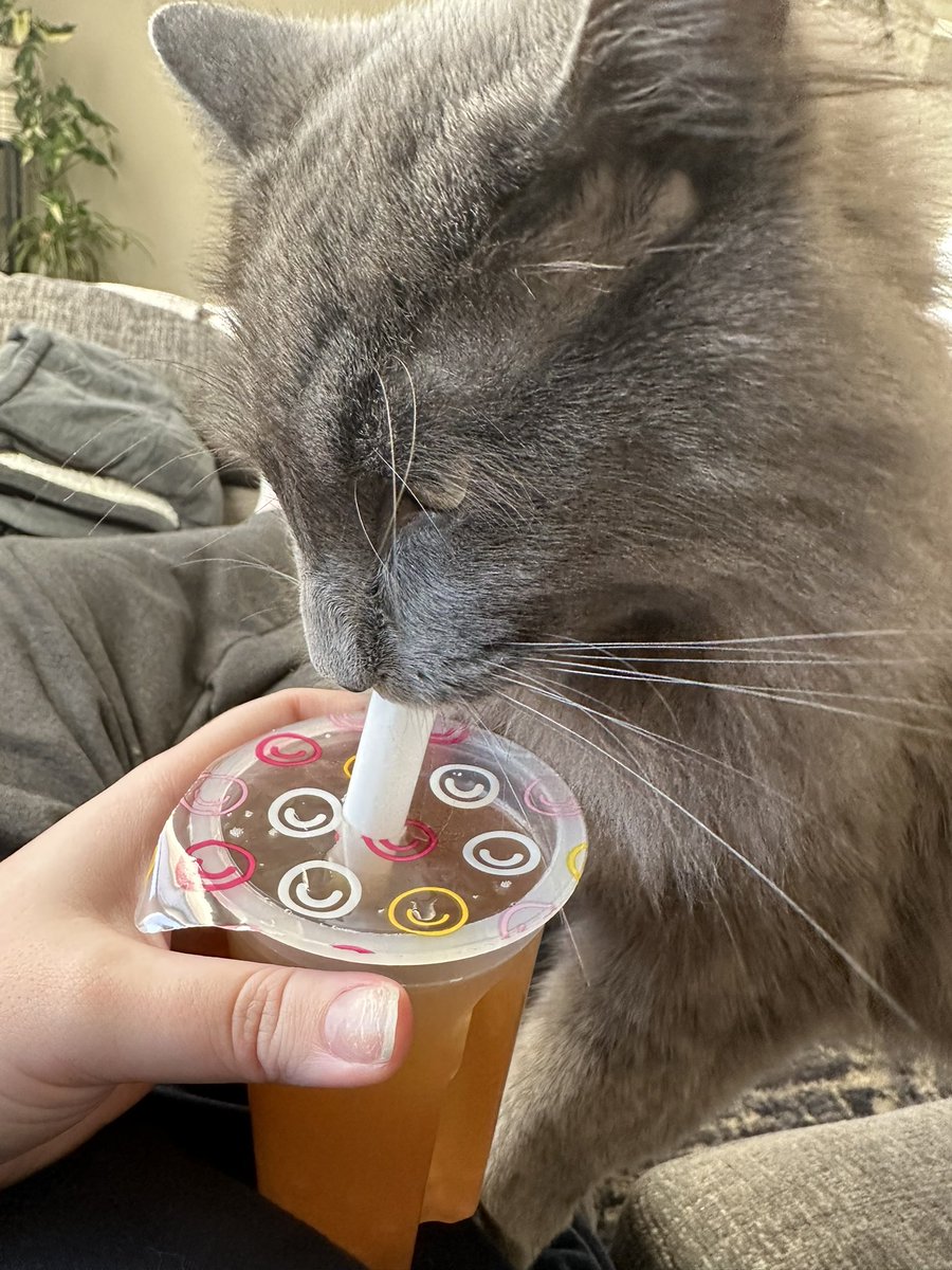 heyitsnatalay's tweet photo. Boba cat drinks boba tea https://t.co/4ptM7H4YCN