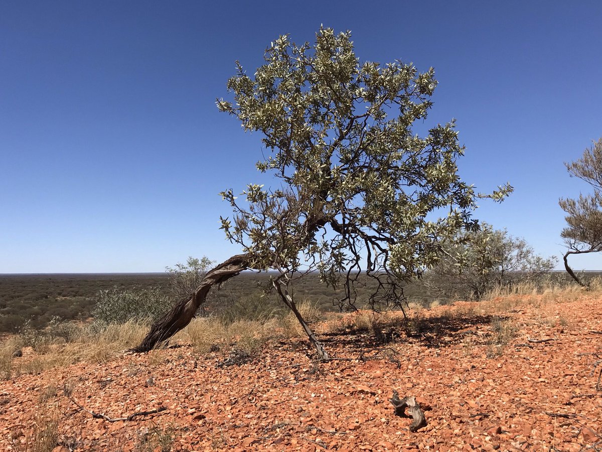 Outback.eco on Twitter "RT RichardMcLellan “Some tree species provide unique interactions and
