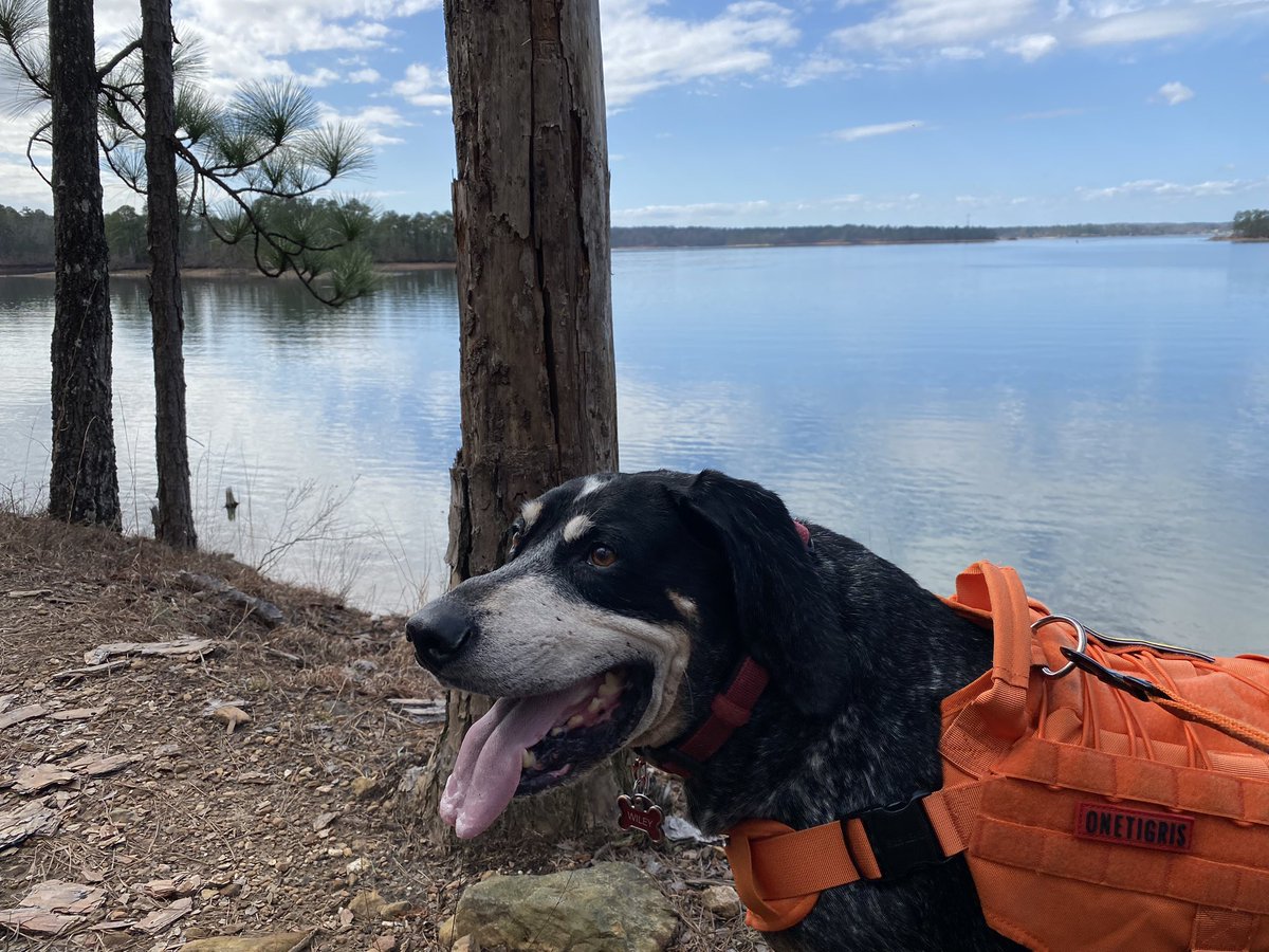 regisnolan's tweet photo. @BamaJD When your dog loves the rain … so with an umbrella when it’s not windy and in full rain gear when it is. Pic from Lake Martin last weekend. https://t.co/g4l6NDx3S3