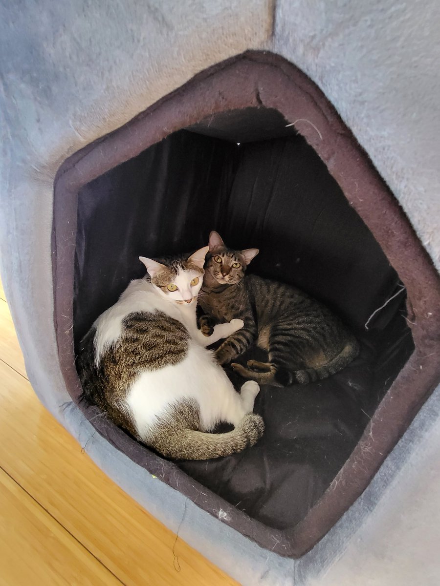 Humanitarian Kittens: Simba & Zoey (@simba_zoey) on Twitter photo As we go to sleep in our room, we are thinking of the over 20,000 people who slept in their homes assuming they are safe but then were killed by the horrific #TurkeySyriaEarthquake
Please help as much as you can.
#Syria_earthquake #Turkeyearthquake As we go to sleep in our room, we are thinking of the over 20,000 people who slept in their homes assuming they are safe but then were killed by the horrific #TurkeySyriaEarthquake
Please help as much as you can.
#Syria_earthquake #Turkeyearthquake