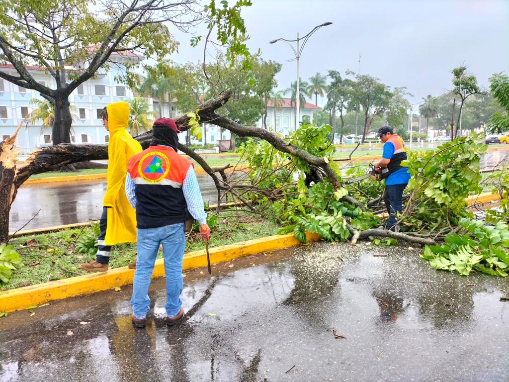 🚧Personal de Bomberos de Protección Civil #Centro, retiran las ramas de un árbol que obstaculizaba la circulación de la Av. Paseo Usumacinta, (La Choca) mitigando daños colaterales.

#PrevenirParaVivir #CorreLaVozyComparte
