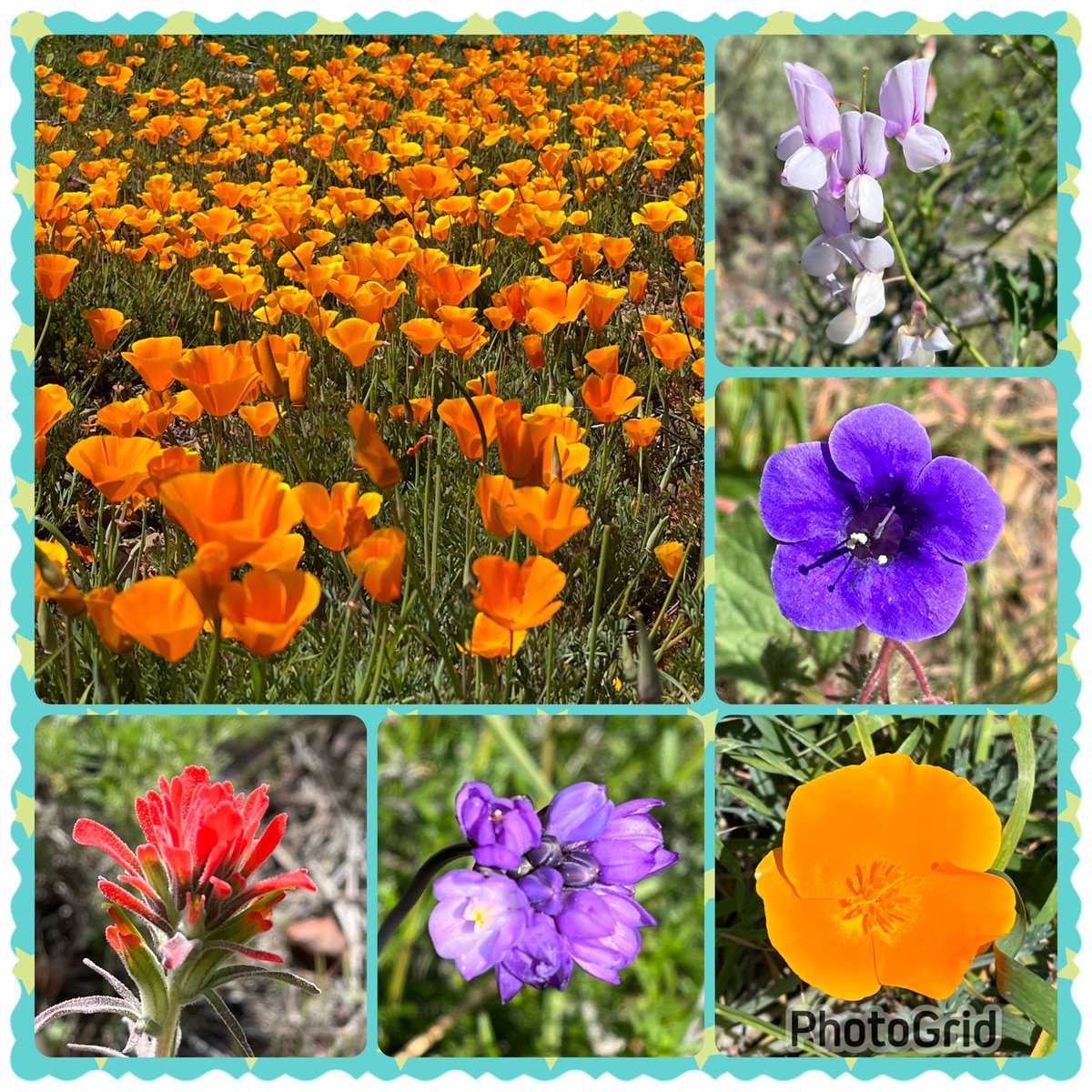 Had a good 5-mile hiking and here are some wild flower pictures taken today #SixOnSaturday