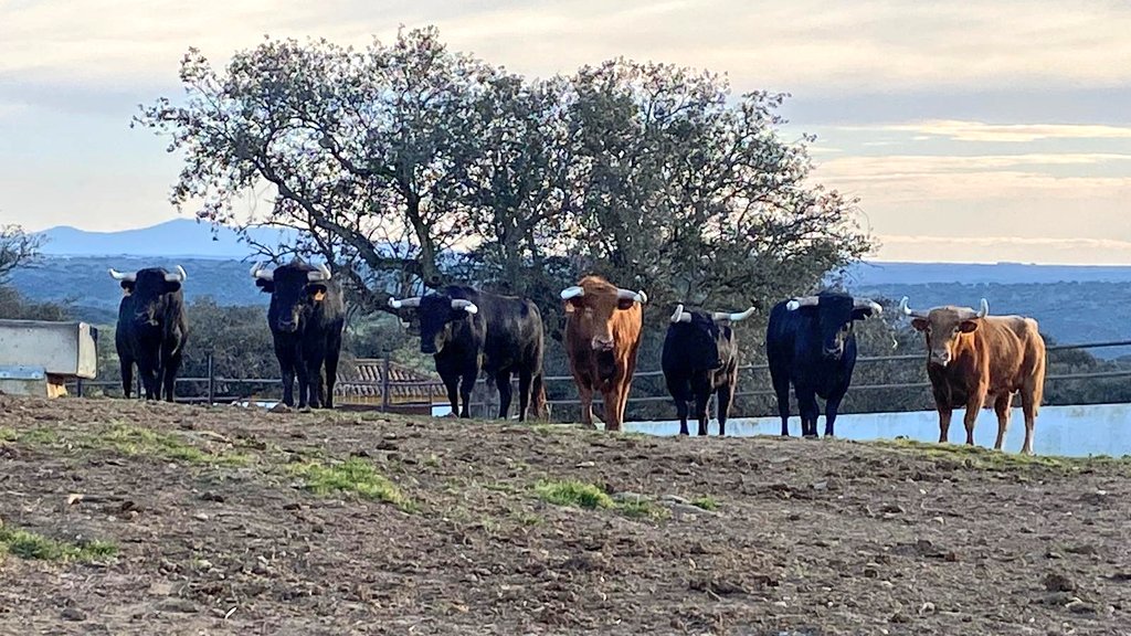 Ganadería Hnos Sánchez de León tweet media