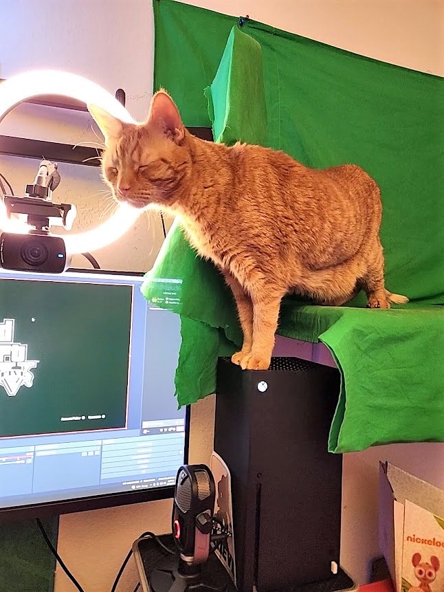 LIVE ON TWITCH! Taxi driving on GTA V and then a car show later! Maybe some Cayo Perico heist as well? check the link it's in profile. Just look how excited Fluffe is for todays stream!!!! #twitch #GTAV #caturday