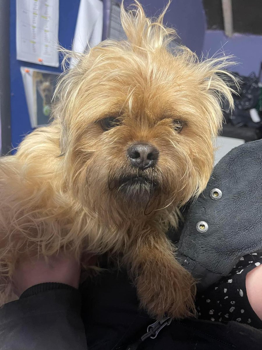 The_Animal_Team's tweet photo. #StrayDog #found in #Ormesby #NorthYorks 10/2/23. If this is your dog or yo know who he belongs to please contact Maxi’s Mates on 07507104636. https://t.co/7aEs2SF65b #Stray #FoundDog #dogsoftwitter https://t.co/SzNgQgZfGd