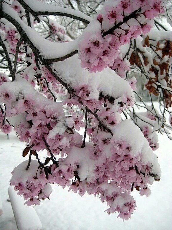 snow covered cherry blossom 🎀