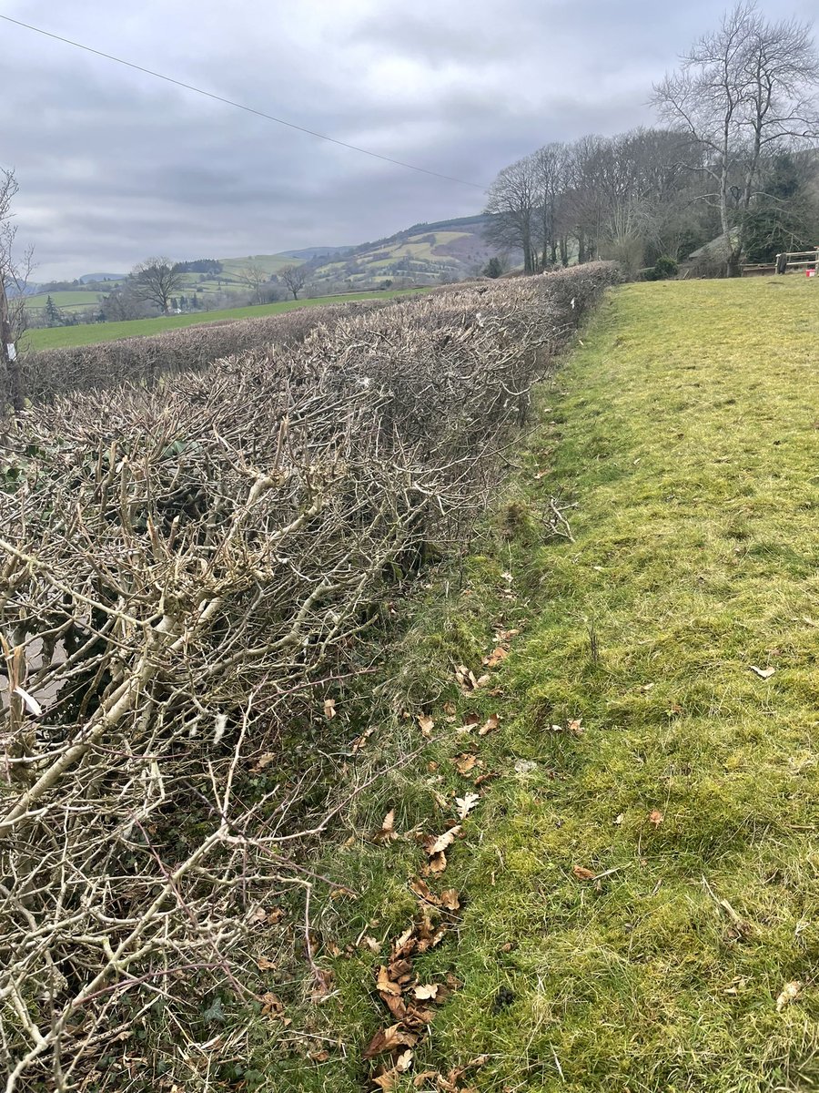 Lots of fencing &amp; hedges being planted in the farm, &amp; planning permission granted for our new shop !!!