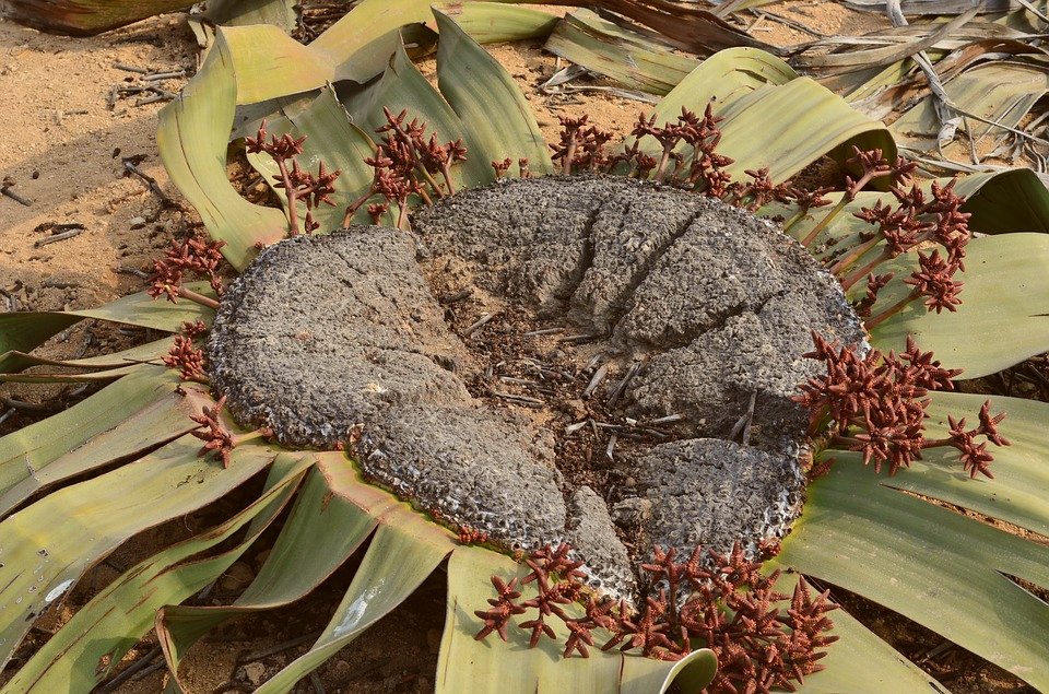 veganabiologica's tweet photo. Já imaginou uma planta emo imortal que possui um legado milenar e pode viver centenas de anos no meio do deserto africano?
Então segue a thread para conhecer o polvo do deserto, fóssil vivo, versão botânica do ornitorrinco:
"Welwitschia mirabilis"
#BioThreadBR https://t.co/vHsWJXlax9