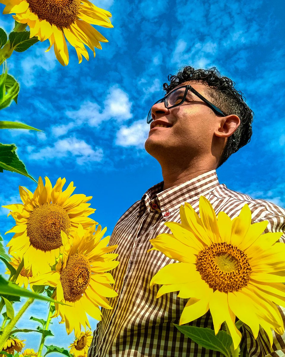 artmasterclow's tweet photo. Los girasoles buscan la luz del sol, todos lo sabemos. Lo que no sabías es que en días nublados se miran unos a otros buscando la energía en cada uno. https://t.co/dj7gDCFPeQ