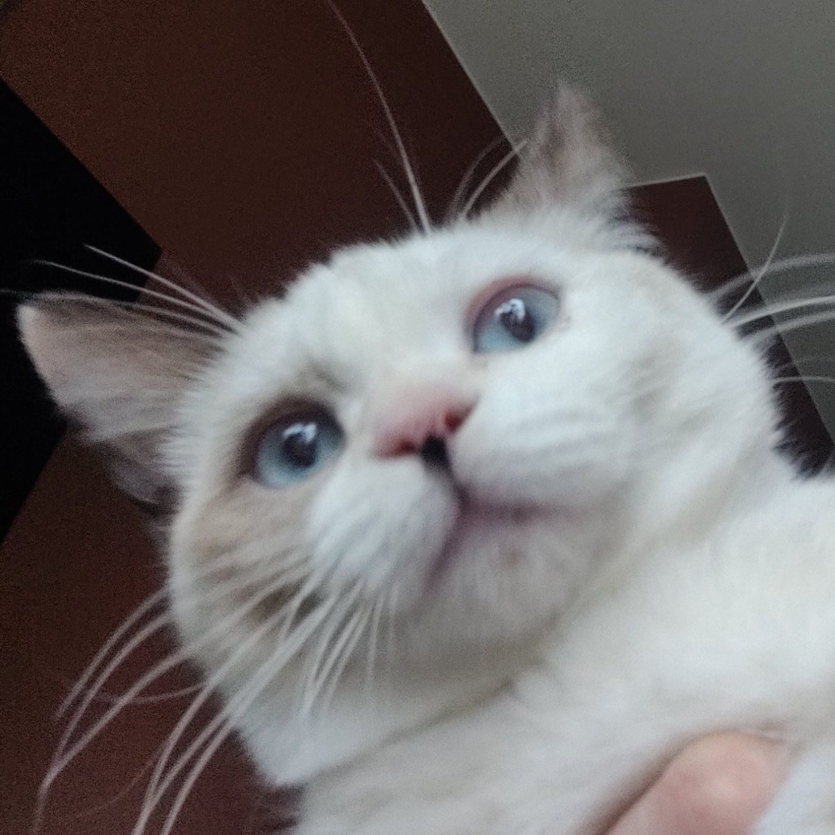 ragfurs's tweet photo. #NewProfilePic https://t.co/cAtVi4Sbzb