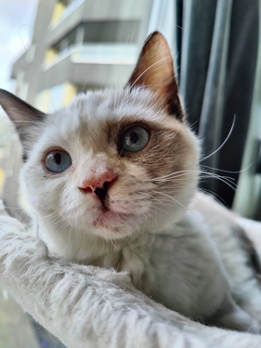 ragfurs's tweet photo. #animekitties
#CatsOfTwitter #ragdoll #minskin https://t.co/QlZft8lfJ6