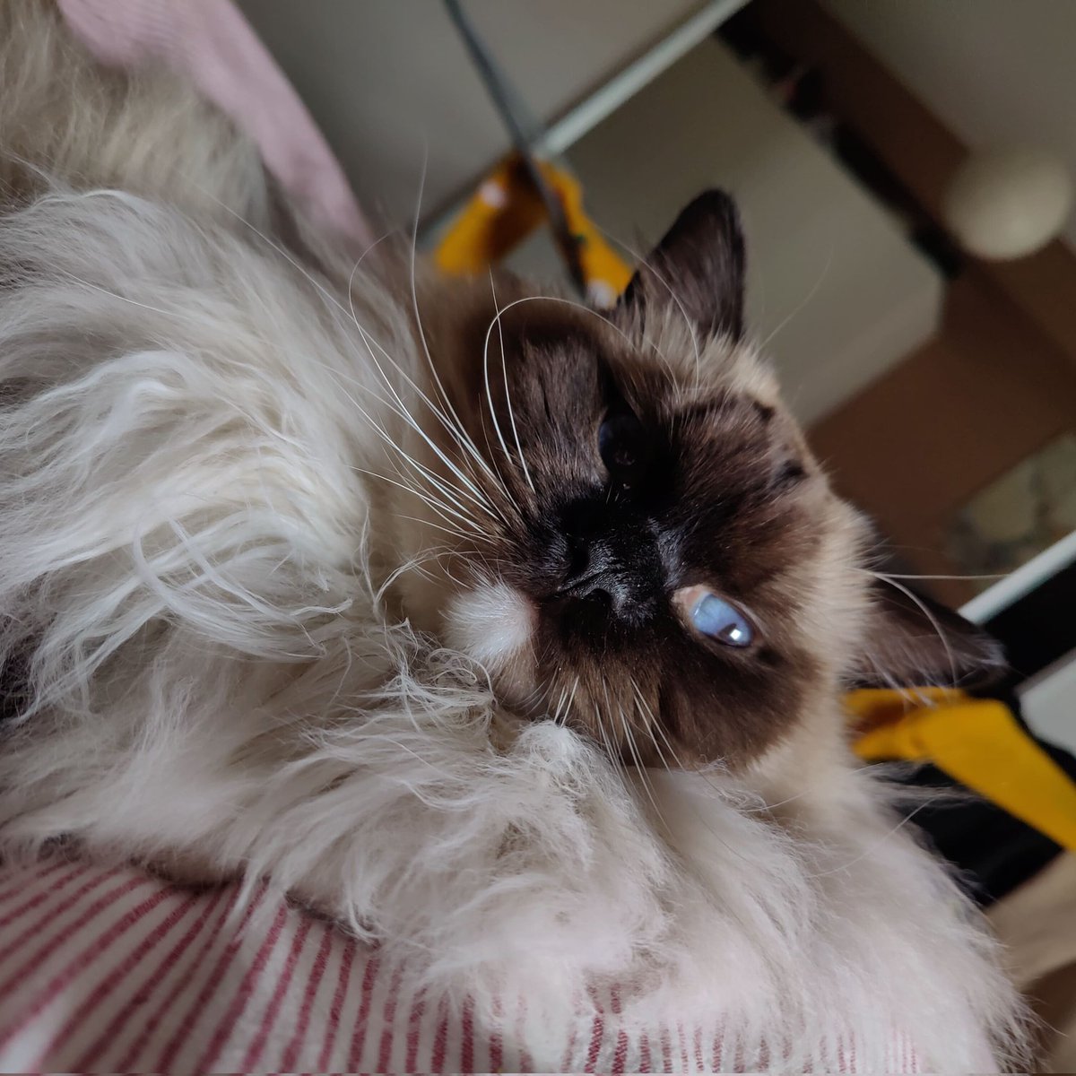 ragfurs's tweet photo. #animekitties
#CatsOfTwitter #ragdoll #minskin https://t.co/QlZft8lfJ6