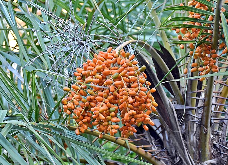 冬の葉、ナツメヤシ、オリーブのサラダのレシピ