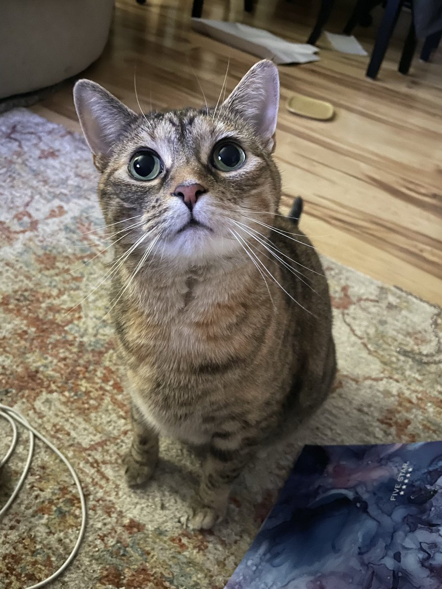 _We_Rate_Cats's tweet photo. @michaelscat2 We are twins https://t.co/tcJxnZYynt