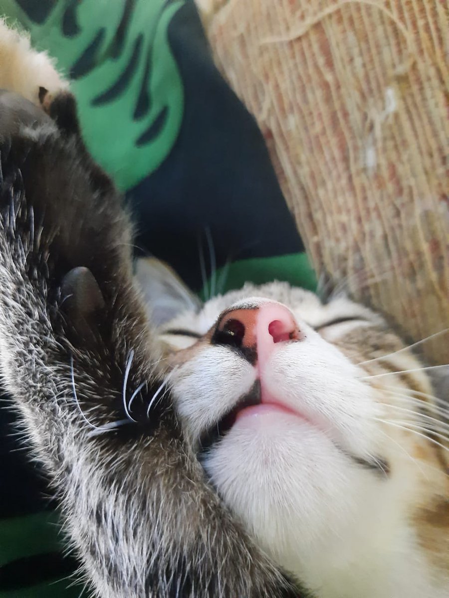 🐈 Mana idung kucing kalian yang masih bobo ?? Ni idung kucingku yg blackpink 🖤🩷