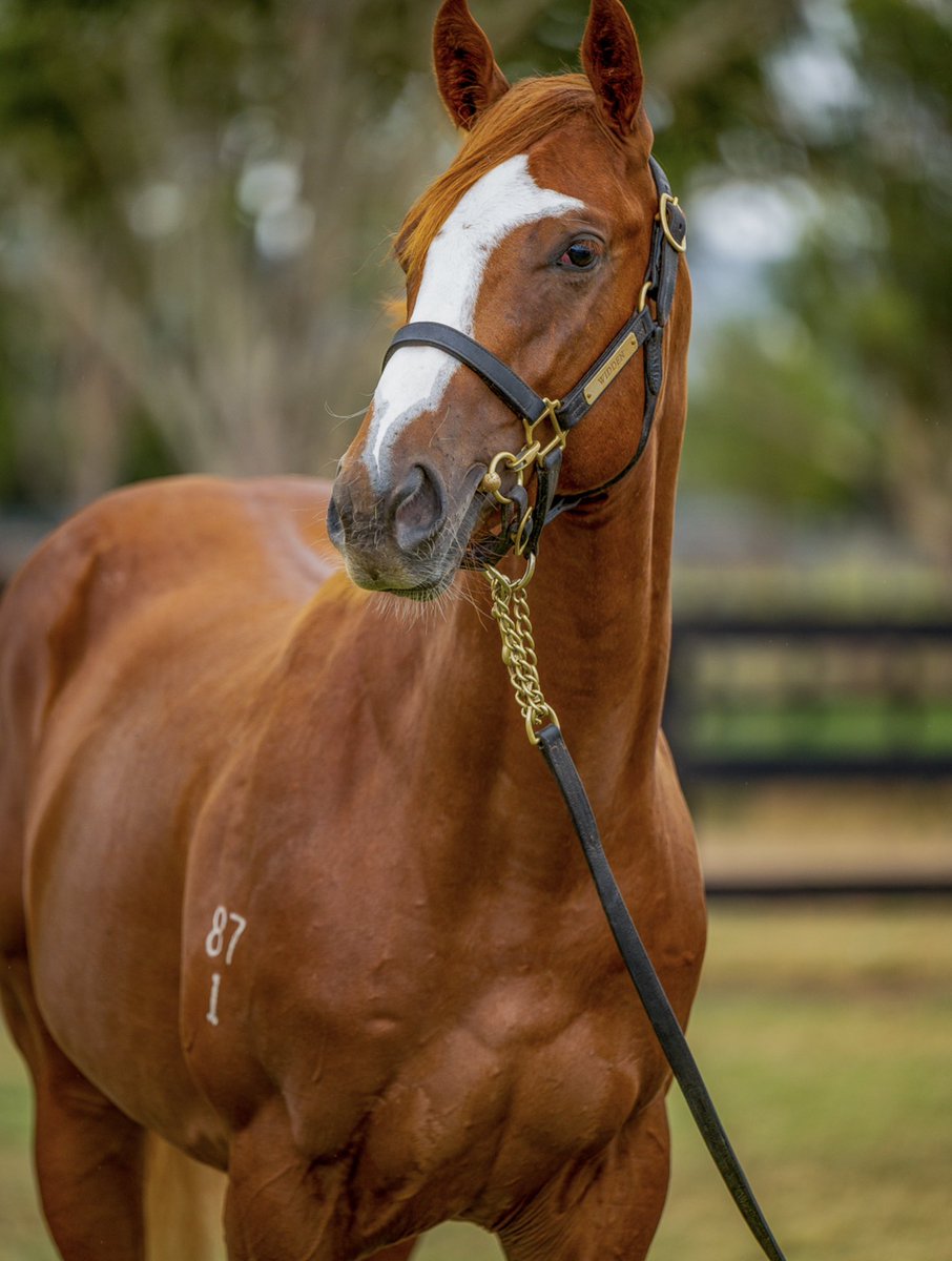 McDonnellAnne's tweet photo. Good luck to our Lot 251 - I’M ALL THE TALK/ARAZONA coming up later today at the 2023 Inglis Classic Yearling Sale
@inglis_sales @widdenstud @PedigreeDyn🤞#handsomelad https://t.co/BXMFytRyhA