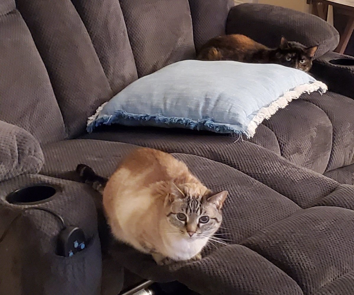When both cats have commandeered the recliner. 😹😹😹
#Caturday #CatsOfTwitter #cats