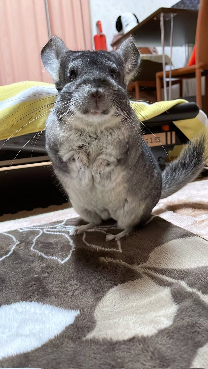 tontonfullton's tweet image. 今日の京都記念！
G1になるようにファンファーレを鳴らそう！！！
ウインズ白河のガチャガチャで獲ったやつ笑
関東バージョンしかなくてごめんねー笑
※室内で流さないようにしましょう！意外と大音量でみんなに大注目されて恥ずかしい

ふうたも応援しよー！！！

#京都記念
#京都記念2023