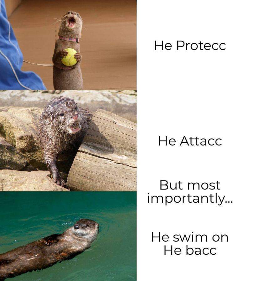 In_Otter_News2's tweet photo. https://t.co/Mq8ybxfGAP