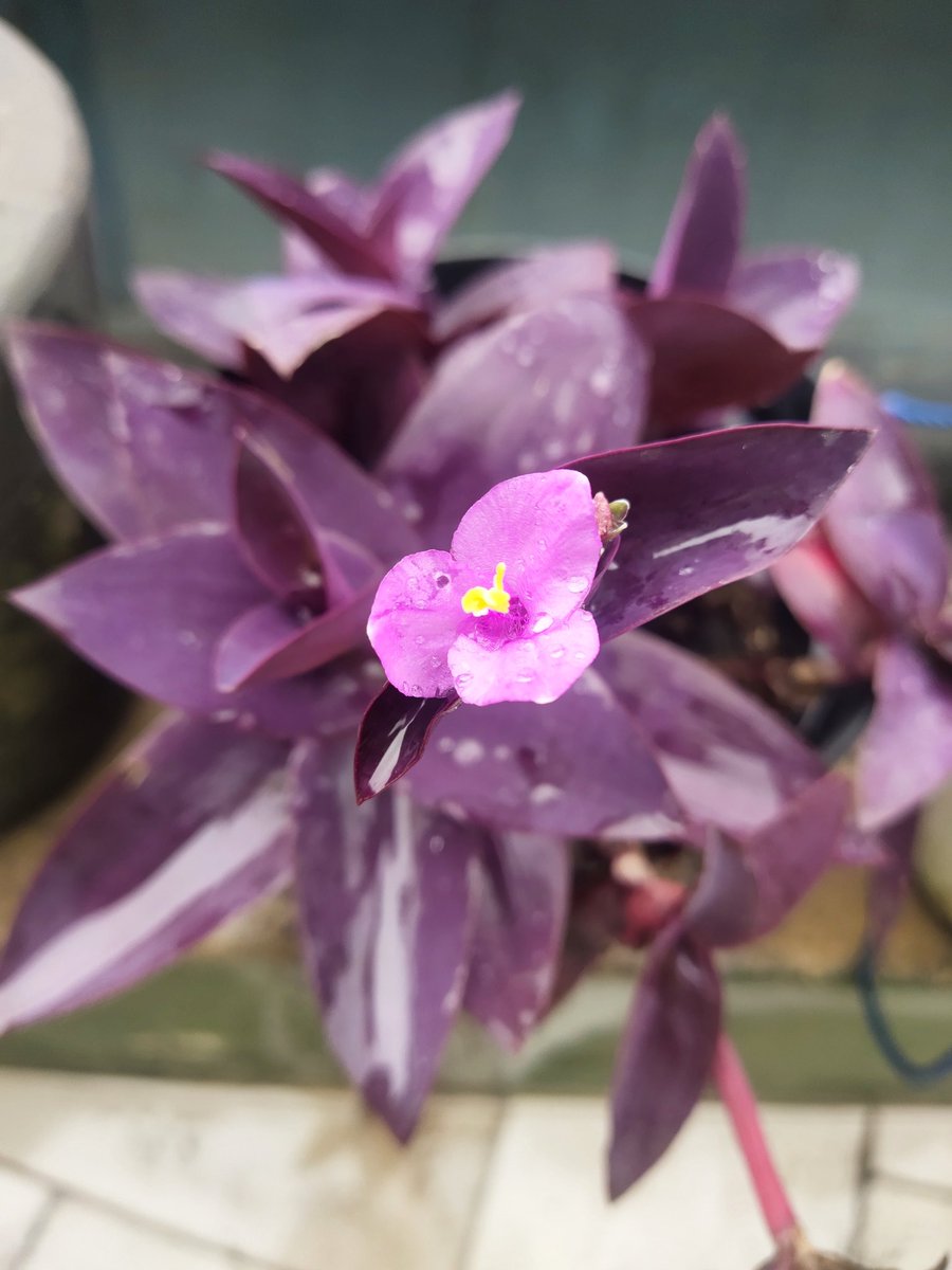 CimitNyonya's tweet photo. Bunga yang tidak besar, bukan berarti dia tidak indah. Sebab, bunga itu akan terlihat indah oleh orang yang tepat.
~ Pernah Percaya Kemudian Menyesal ~
#quotes #Flowers #ungu #PPKM https://t.co/6aEcyAZbRK