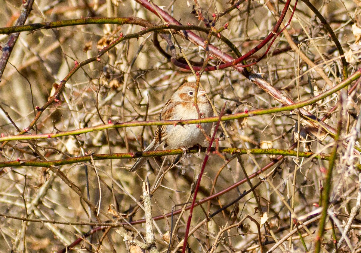 Field sparrow in the brush #Pennsylvania #audubon #yorkaudubon #lakeredman #yorkcountypa
