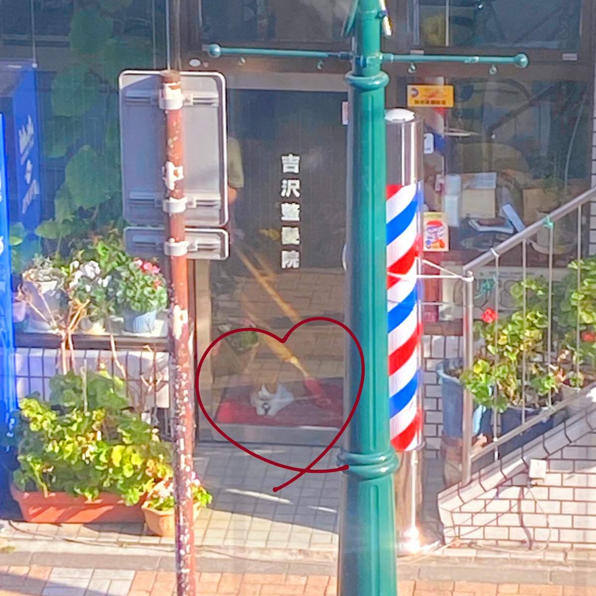 Comomo_Suehiro's tweet image. 向かいの床屋さん
この時間ねこちゃんがお出迎えしてる

かわゆ &quot;(∩&amp;gt;ω&amp;lt;∩)&quot;

#看板ねこ