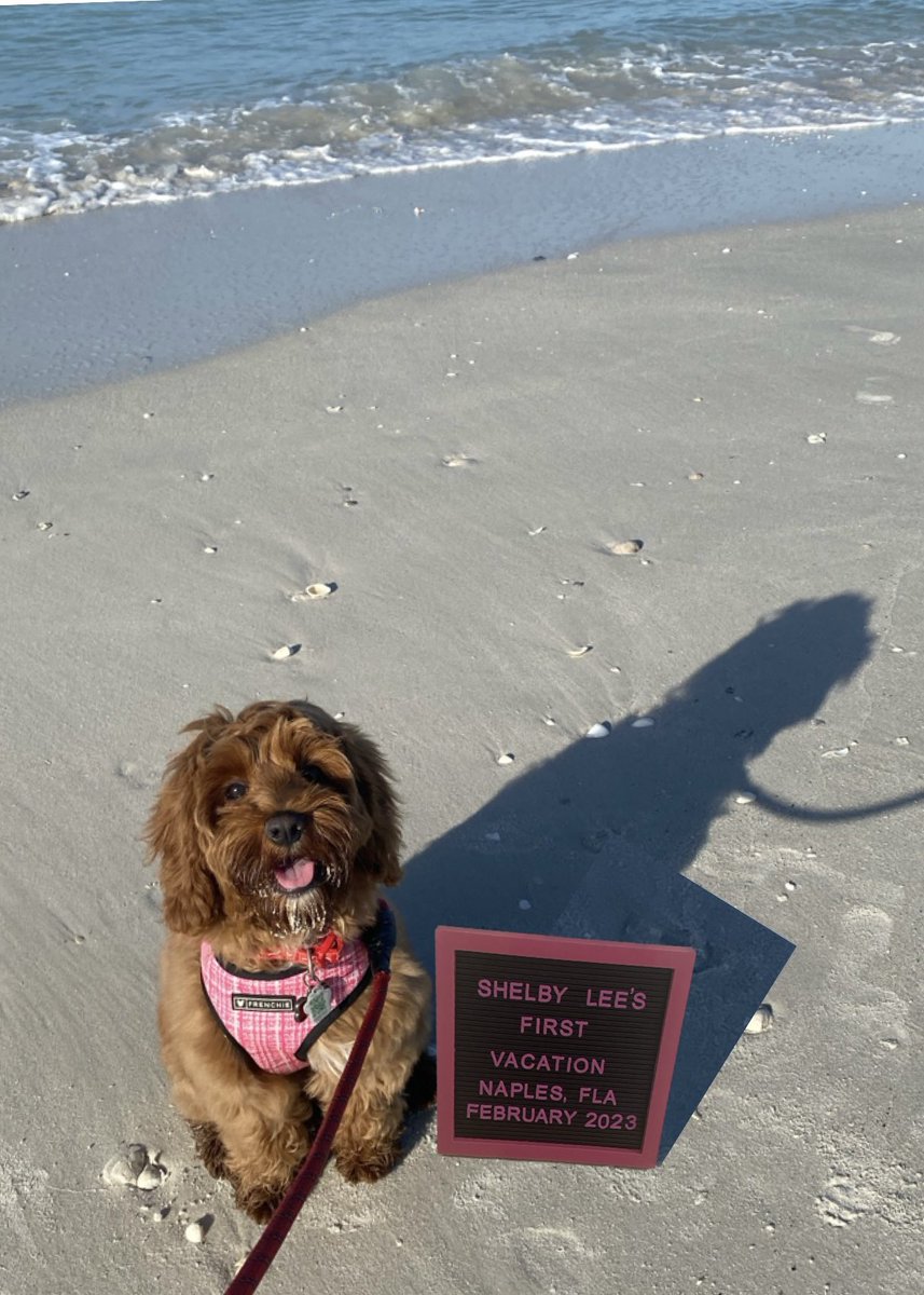 Island in the Sun ☀️ 
#miniaustralianlabradoodle
#aussiedoodlepuppy
#dogsofinstagram
#puppiesofinstagram 
#aussiedoodlelove 
#doodlesofinstagram 
#aussiesoodlesofinstagram 
#shelbylee 
#love