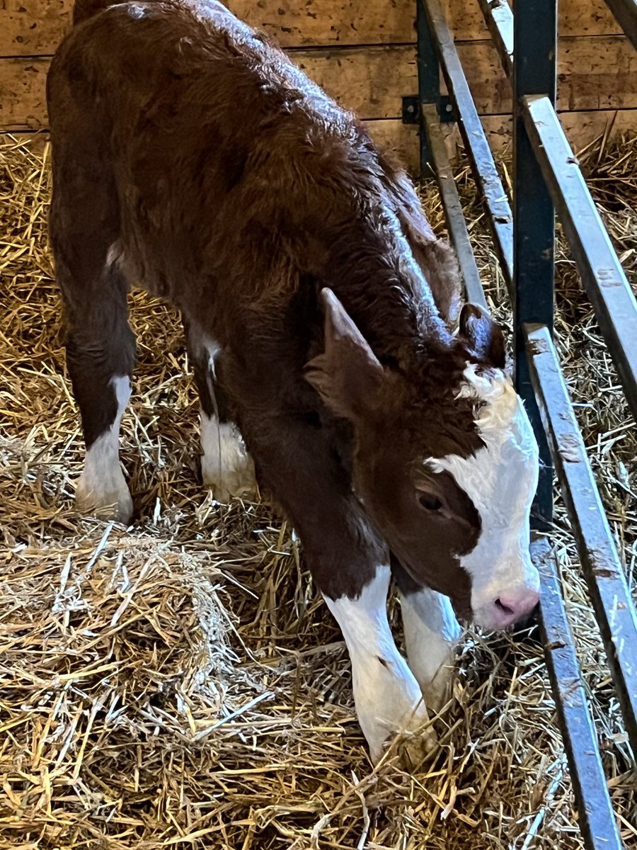 KarenShaw_'s tweet photo. Future herd bull candidate@MVSA from a first time heifer. We will see how he grows He’s a healthy 112 lbs #AbBP #AlbertaBeef #ABetterFuture #AbNDP https://t.co/p7uJPiGmGK