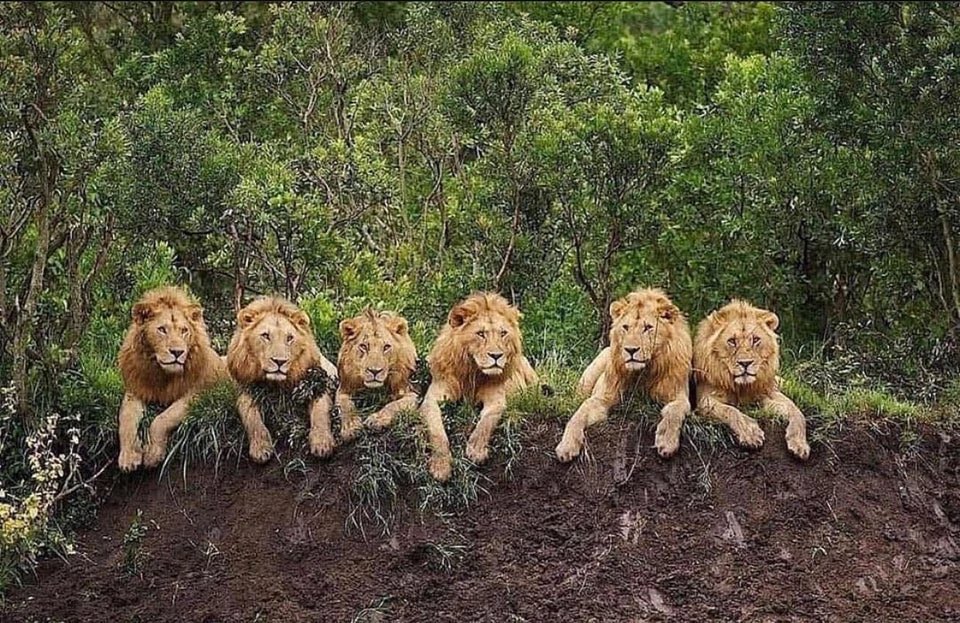 nidhinvalsanips's tweet photo. The Mapogo lion coalition was a band of male South African lions that controlled the Sabi Sand region in Kruger National Park. At its peak, the coalition consisted of six males - the leader Makulu,Rasta, Scar, Pretty Boy, Kinky Tail and Mr. T.
#mapogos
#BIGCats
#wildlife https://t.co/ixZ3XL9Dkf