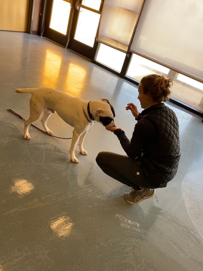 Saturday brings a success story! Say hello to Bruce Banner and his new foster person, Liz. We'll have another Kennel to Couch soon. We'd love to hear your stories! Send them to social@pawscoadoptions.org. ❤️💛💙
 #kenneltocouch