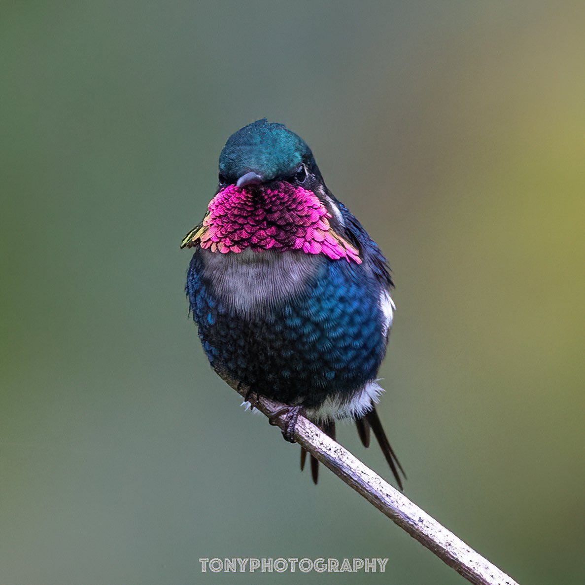 Tony Jaramillo Photography tweet media