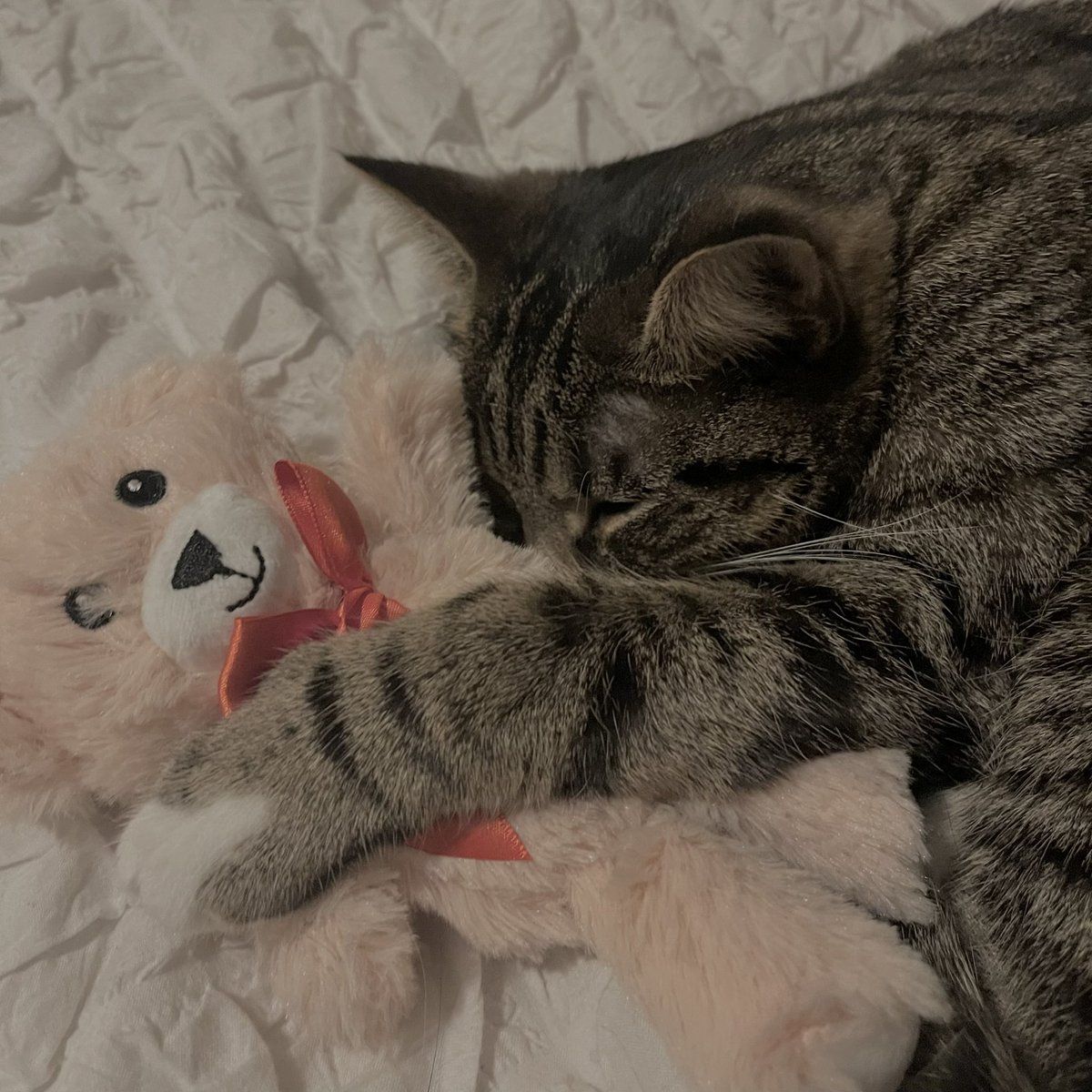 🧸🫶🏼