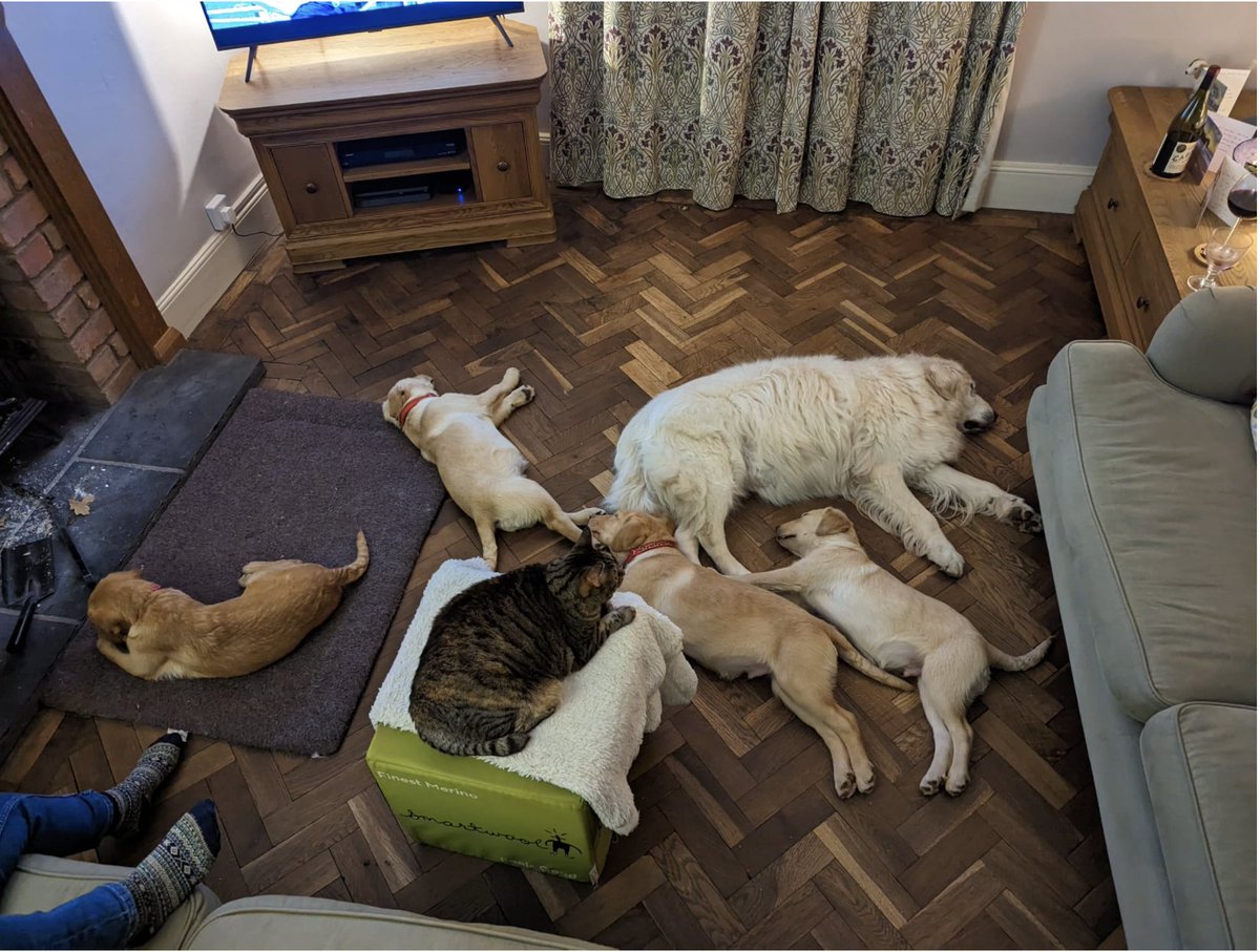 Fostering pups... living the dream...

Believe me, the red wine on the RHS has been well-earned.