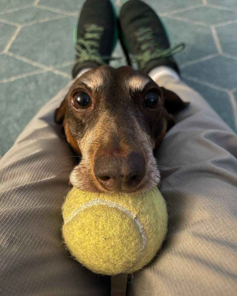 rhuntington3's tweet photo. Throw it. 🎾 #BallIsLife #LifeIsBall #dachshundsofinstagram #instadachshund #ilovemydachshund #instadachshund #longdogcrew #instadog #ilovemydog #throwit https://t.co/w4EJHqE86K https://t.co/bRo8CfZSnu