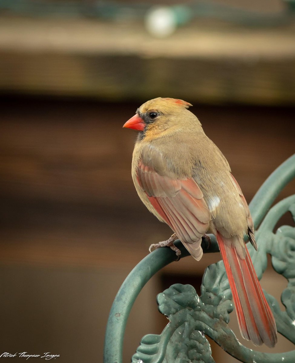 LaFemme Cardinal #bird #birdphotography #ncbirdphotography #nature #NaturePhotography #cardinal #canon7dmk2