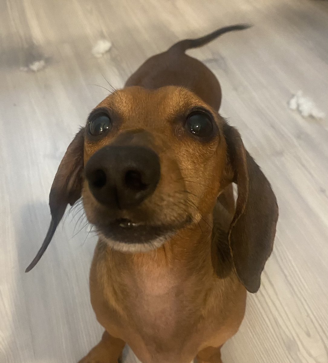 When you have the toy held above your head and you CAN NOT wait for mama to throw it.  (Notice all the stuffing in the back - I must destroy the toy). 
#parkersplayground #dropthetoy #photoopportunity #seeallthestuffingintheback #dachshund #destroythetoy