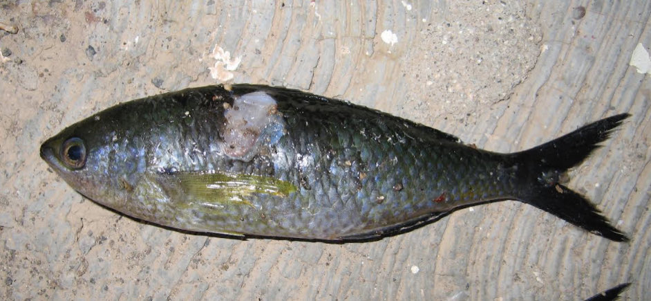 This is Azurina hirundo, the swallowtaill damselfish, a fish I collected 15 years ago on Guadalupe island. In my notes, I ranked it as abundant. This species has not been seen for many years now. I am worried. Its sister species in the Galapagos also went extinct after an El Niño