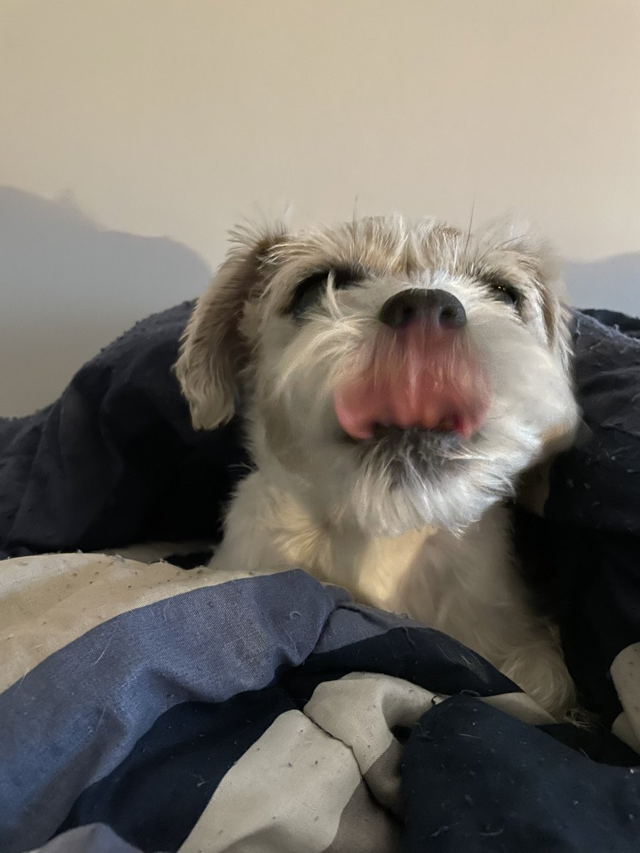 jimfriedman8's tweet photo. @HardinSenya Meow!  I is bilingual pup. https://t.co/UpEbj21Idz